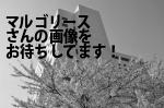 高知市のマルゴリース